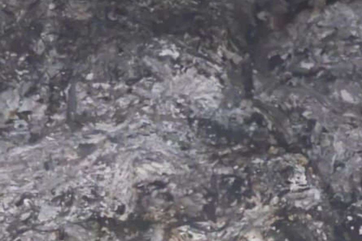 बंगाल के जगाछा में 5 बेजुबान जानवरों को जिंदा जलाया, सीसीटीवी फुटेज की मदद से जांच में जुटी पुलिस