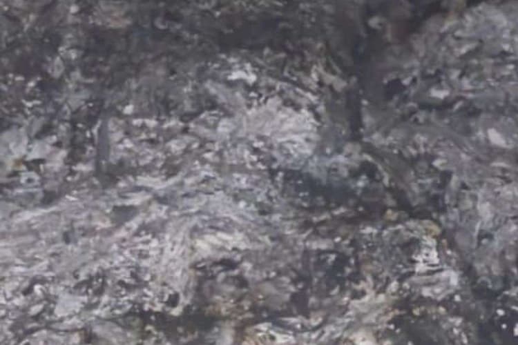 बंगाल के जगाछा में 5 बेजुबान जानवरों को जिंदा जलाया, सीसीटीवी फुटेज की मदद से जांच में जुटी पुलिस