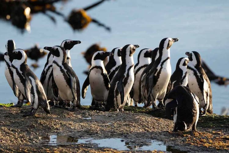 African Penguins: अफ्रीका में भूख से तड़पकर मरे 60000 से ज्यादा पेंग्विन, वैज्ञानिकों की बढ़ी चिंता