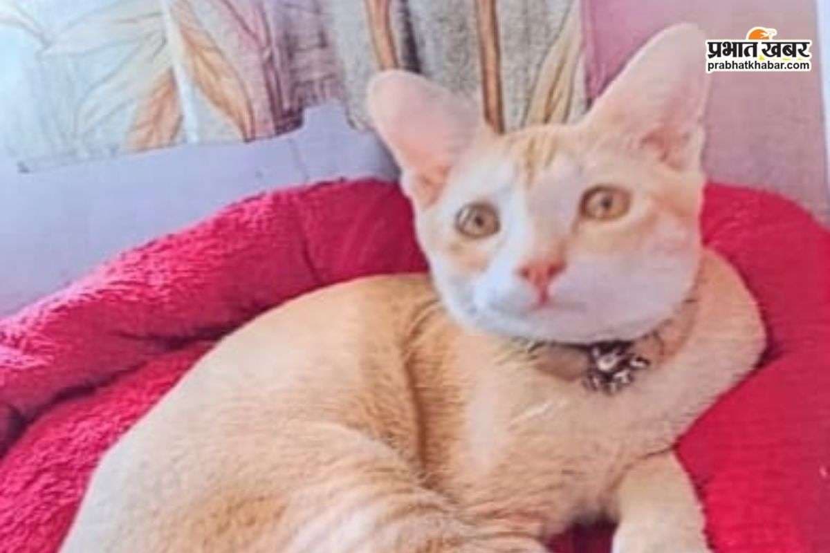 Bihar Police Searching Cat