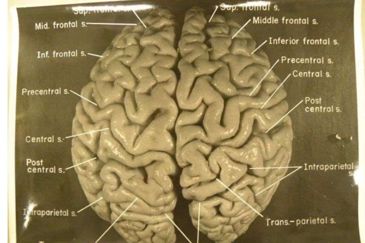 Brain Functioning