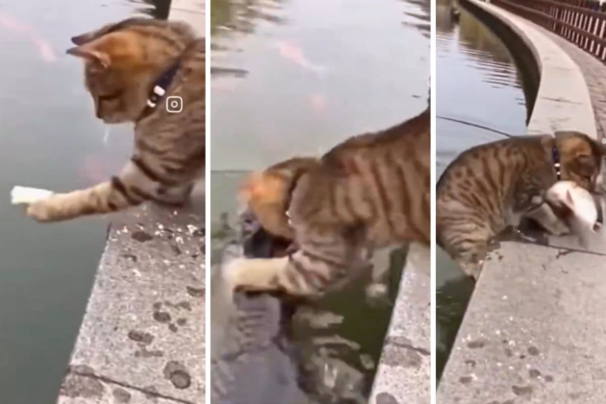 Viral Video: बिल्ली ने लगाया ऐसा जुगाड़, शिकार बनने मुंह तक आने लगी मछलियां, वायरल हो रहा वीडियो