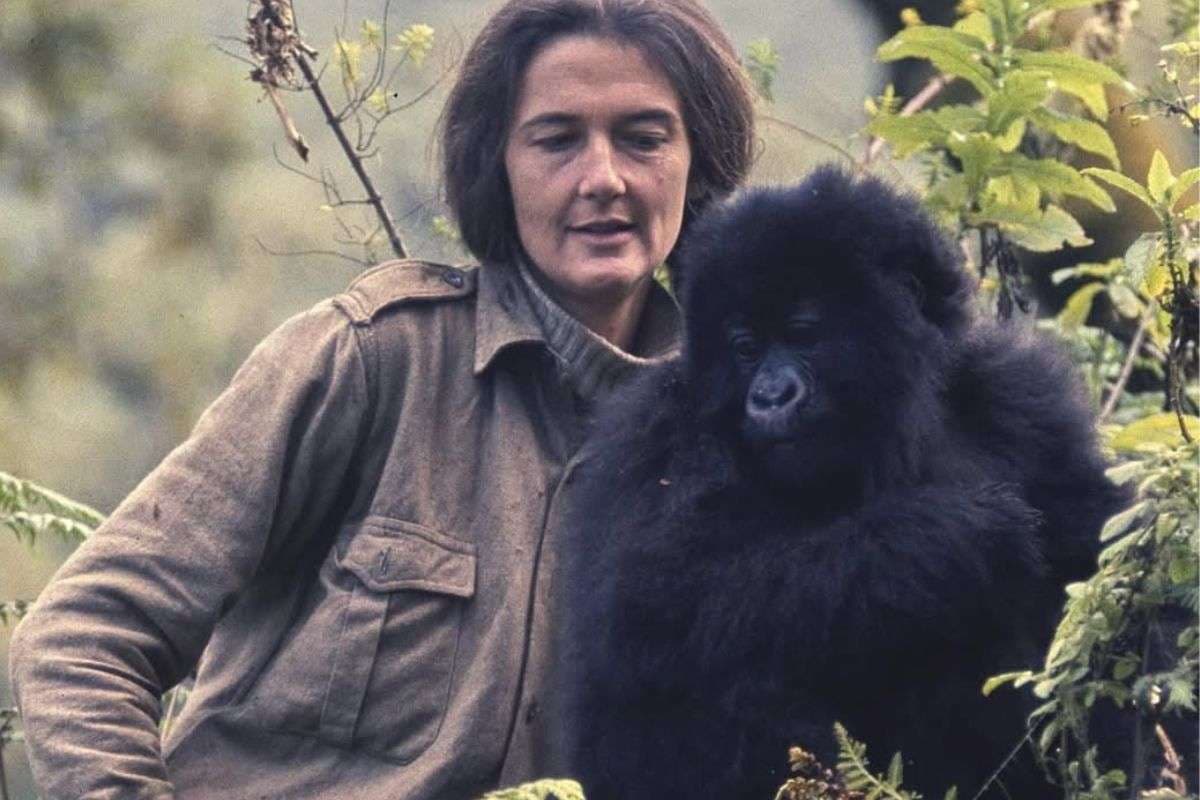 Dian Fossey who Dedicated her life to African Mountain Gorillas Dian Fossey who Dedicated her life to African Mountain Gorillas