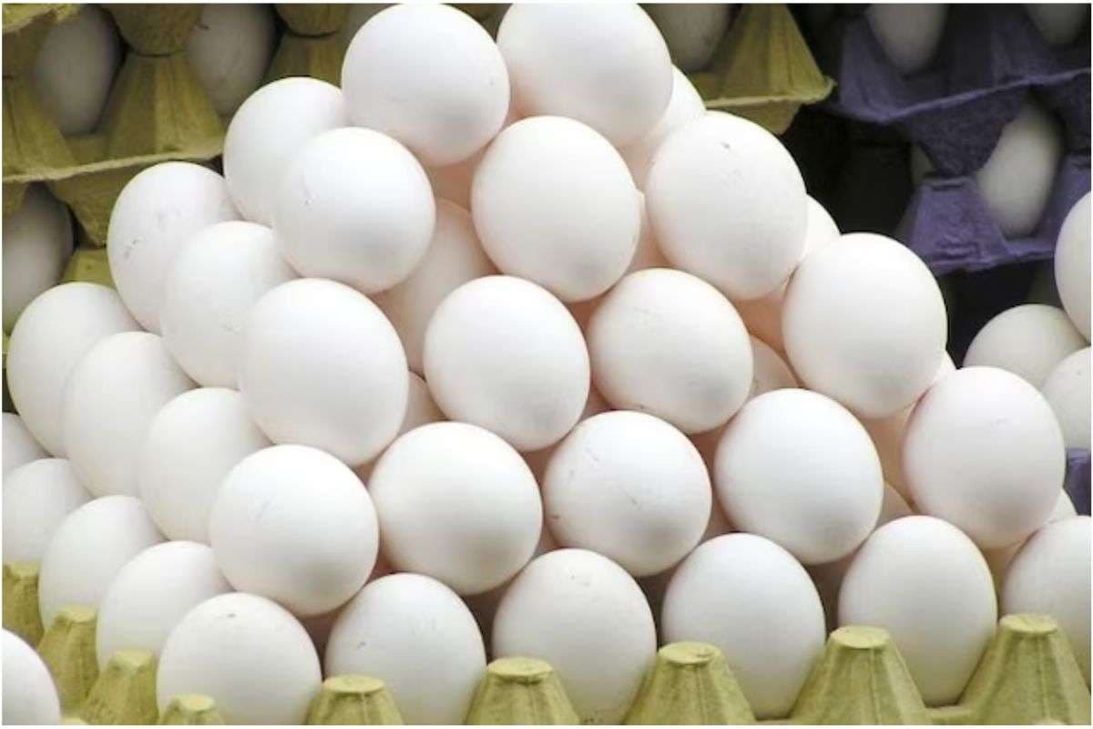 Bihar News: अंडा उत्पादन में बिहार की लंबी छलांग, टॉप-10 राज्यों में हुआ शामिल