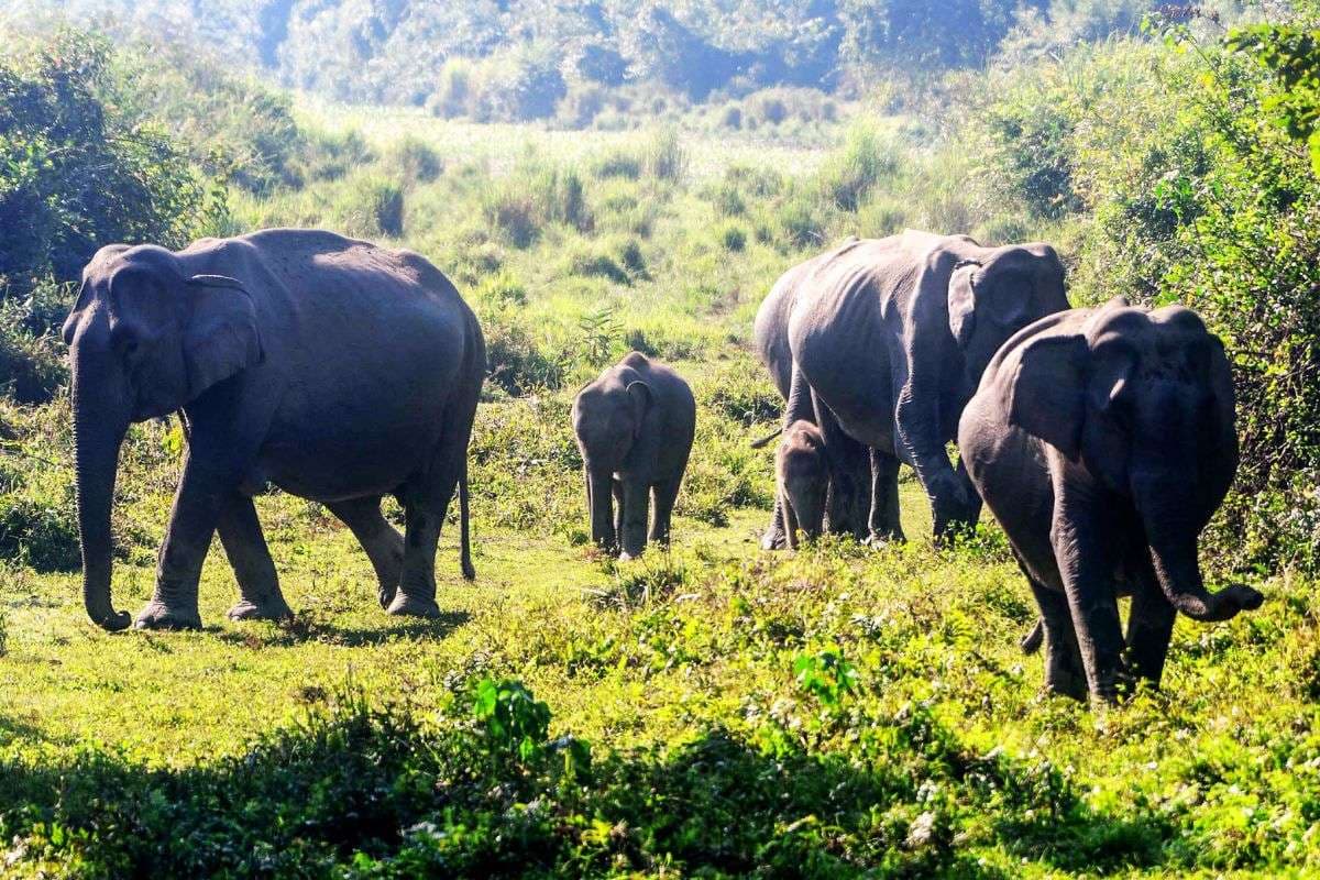 झारखंड में जंगली हाथियों के हमले में 2 महिला समेत 5 लोगों की मौत