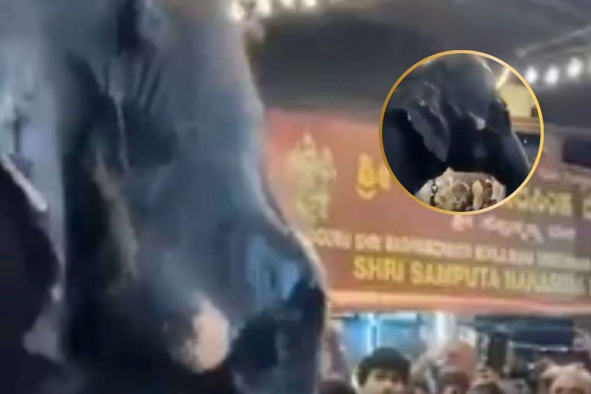 Fact Check : मंदिर में श्रद्धालुओं को रोक रहे पुलिसकर्मी को हाथी ने रास्ते से हटा दिया, देखें वीडियो