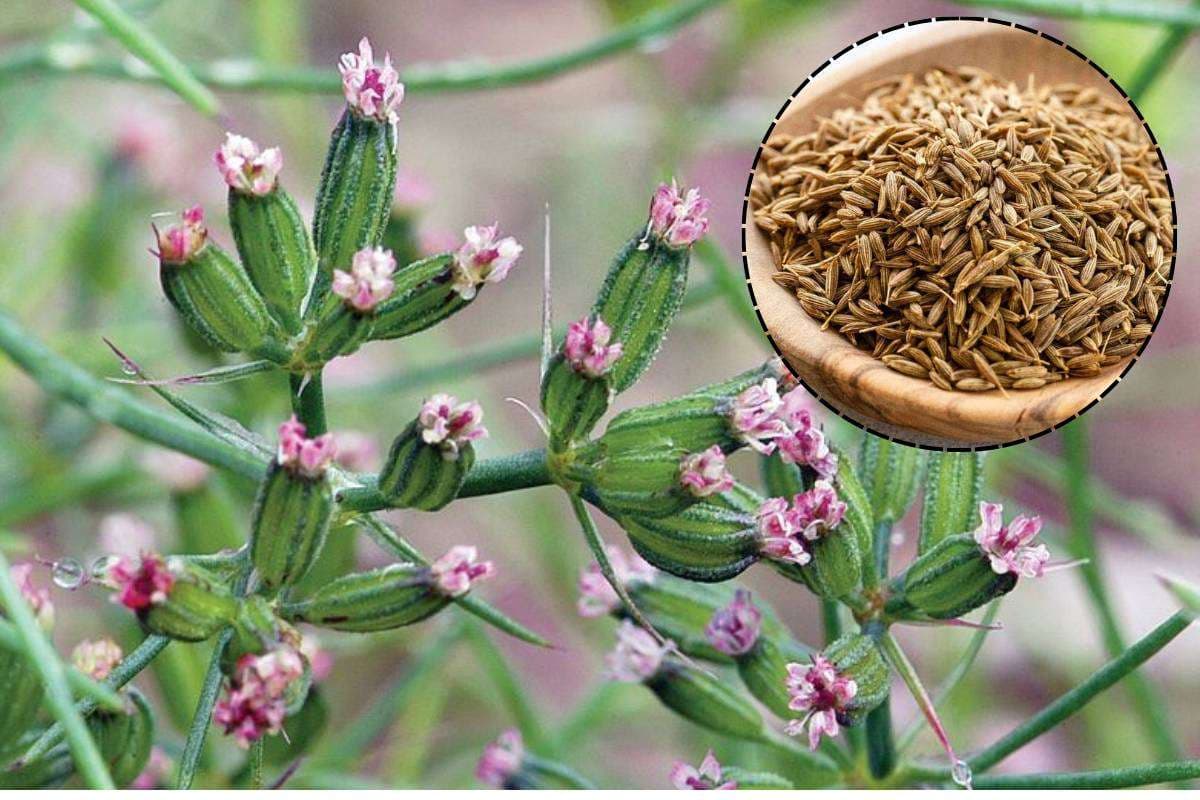 How to Grow Cumin at Home: सौंफ जितना ही सरल है जीरा उगाना - जानें घर पर जीरा उगाने का आसान तरीका