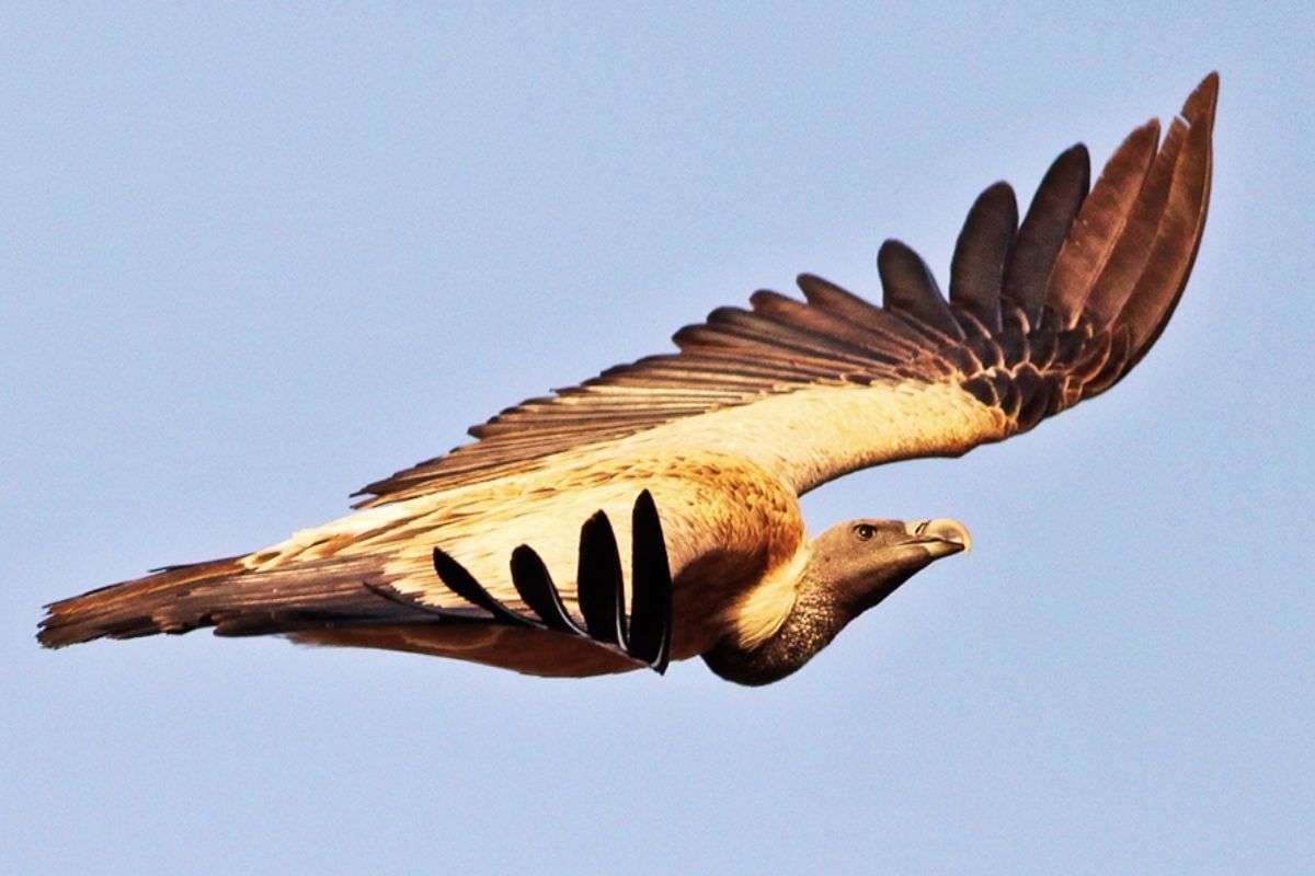 झारखंड को जल्द मिलेगा पहला गिद्ध संरक्षण एवं प्रजनन केंद्र, 2013 में तैयार हुआ था इन्फ्रास्ट्रक्चर