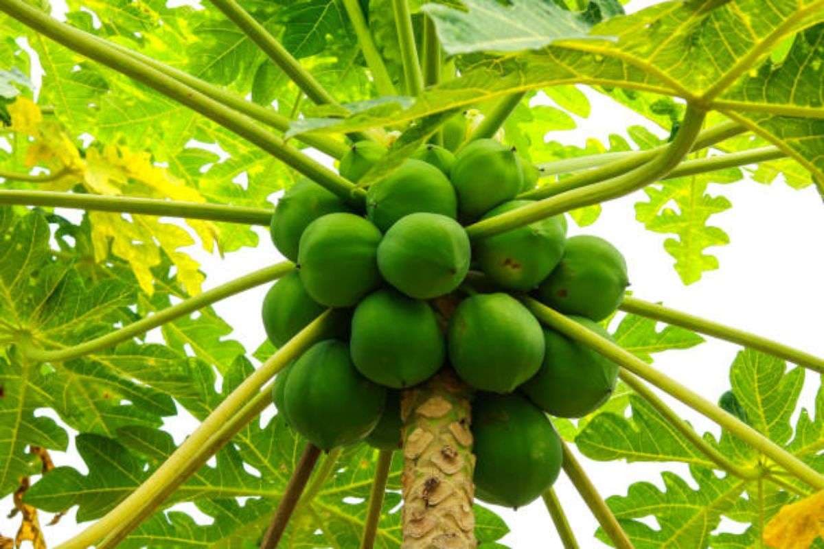Papaya Growing Tips: घर पर आसानी से उगाएं पपीते का पौधा, बाजार जाने की झंझट हो जाएगी खत्म