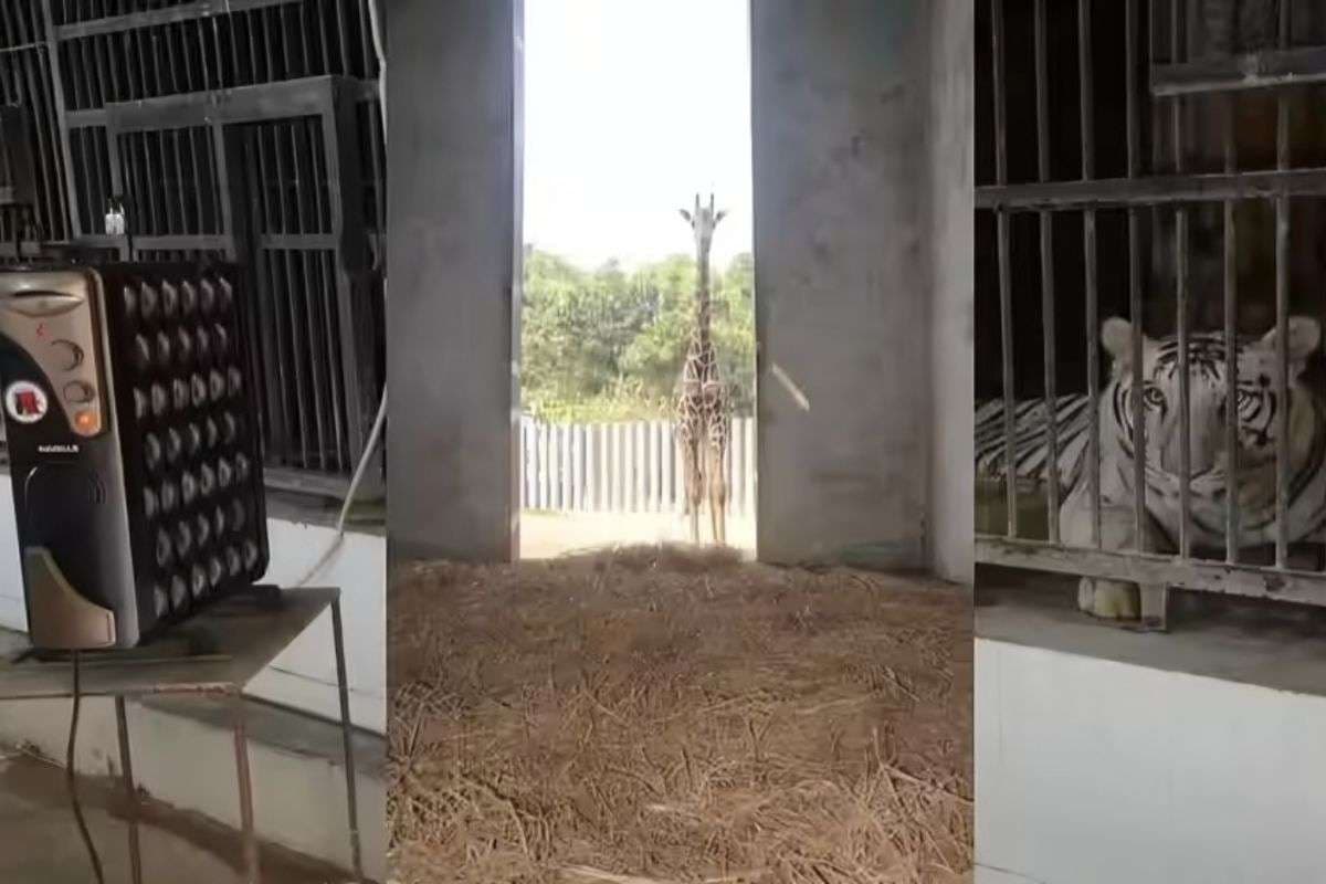 Patna Cold Wave: पटना जू में कंबल से गर्मी लेते अजगर व चिम्पांजी, बाघ को मिला हीटर, ठंड से बचाने के लिए जू में VIP इंतजाम