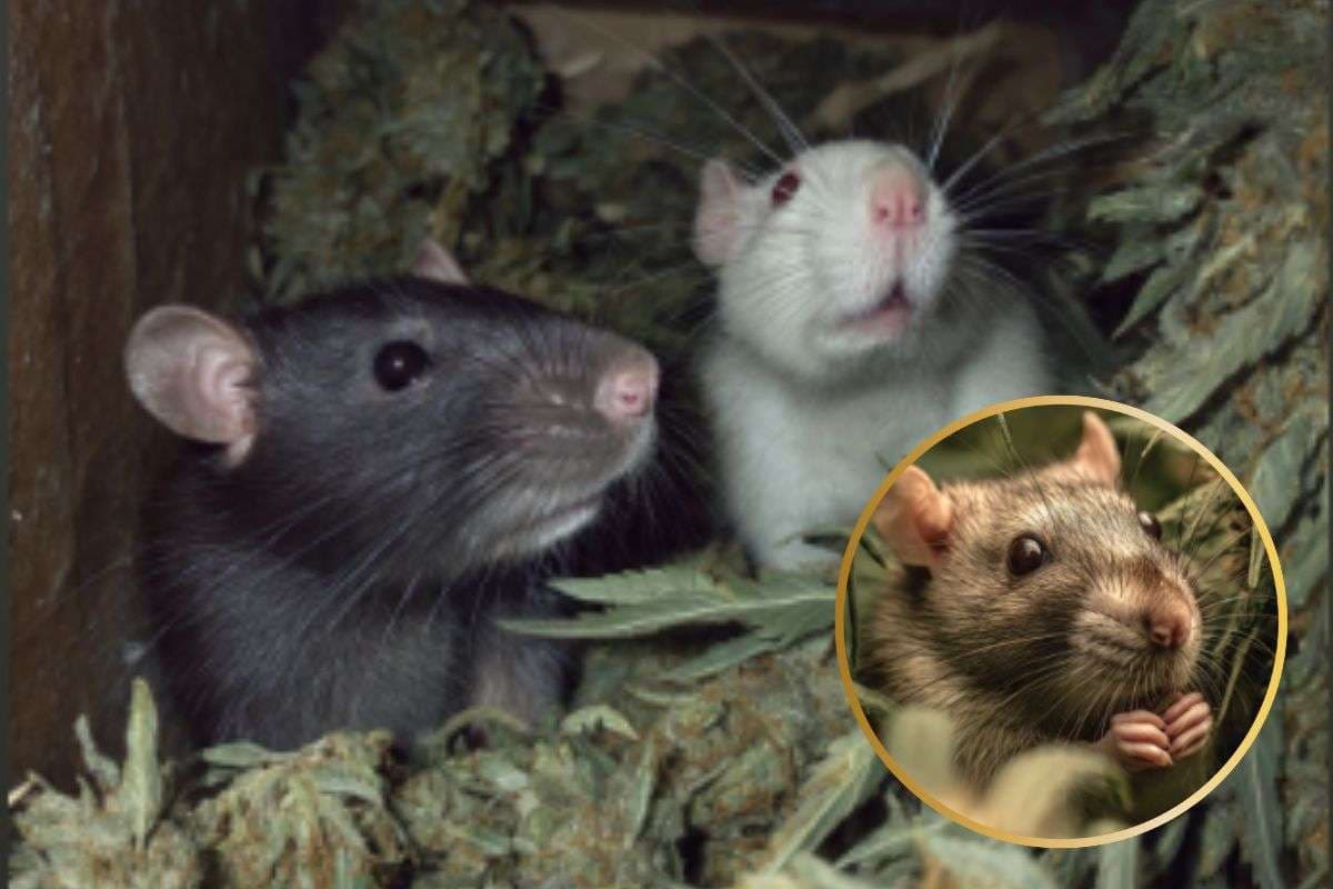 Jharkhand News : पुलिस की निगरानी में रखा 200 किलो गांजा खा गये चूहे