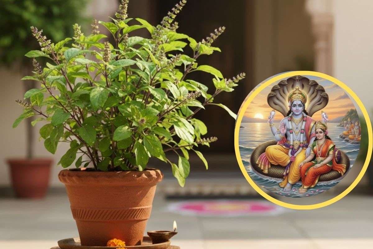 Saphala Ekadashi 2025 Upay: सफला एकादशी के दिन जरूर करें तुलसी से जुड़े ये चमत्कारी उपाय , बरसेगी श्रीहरि की कृपा