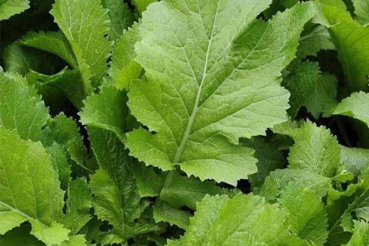 Sarson ka Saag
