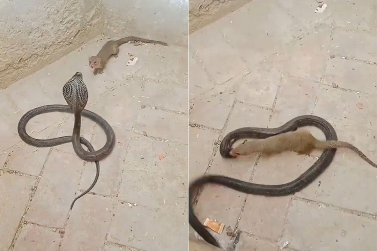 Viral Video: सांप और नेवले की भयंकर लड़ाई, रोंगटे खड़े कर देगा 17 सेकंड का वायरल वीडियो