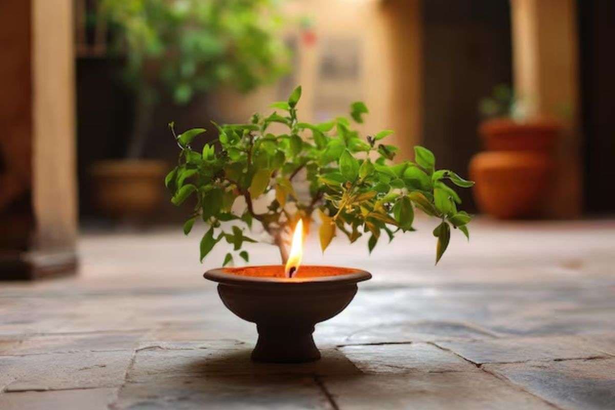 Tulsi Pujan Diwas 2025 Tulsi Pujan Diwas 2025