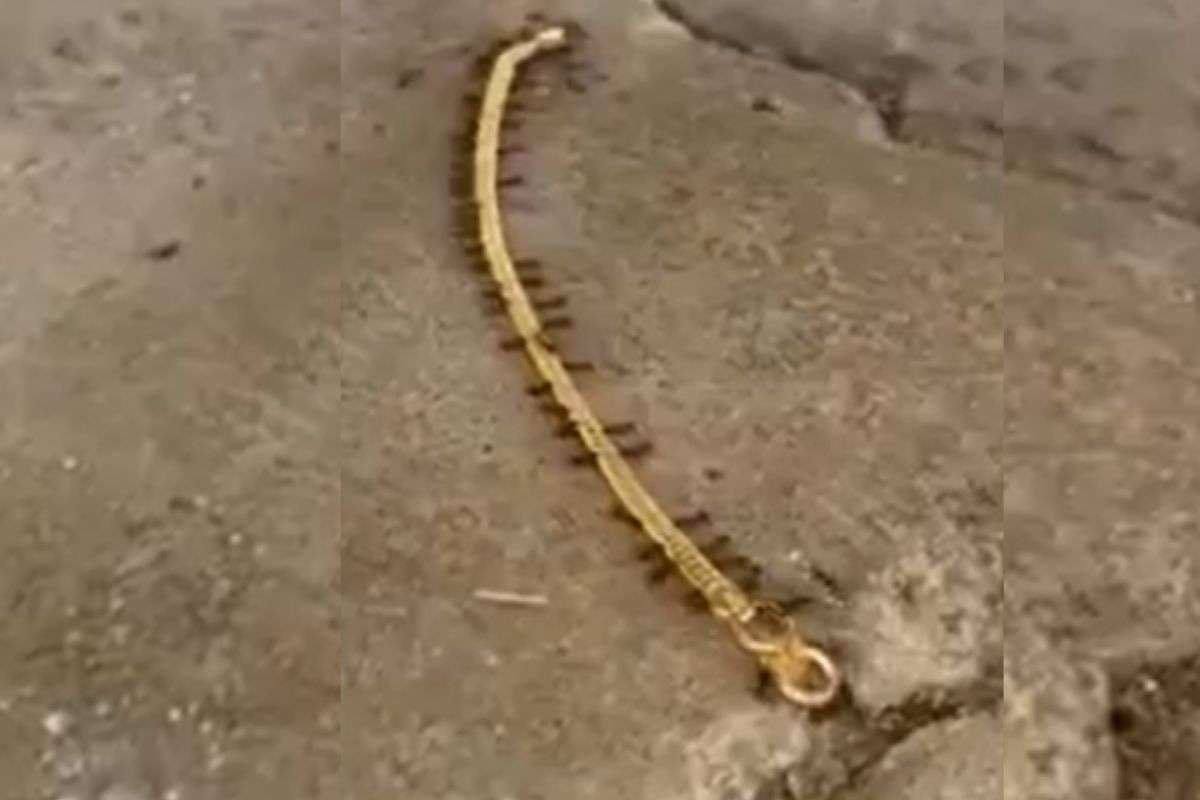 Viral Video: चींटियों को मिला बड़ा खजाना, गहना बनाने ले उड़ीं सोने की चेन, वायरल हो रहा वीडियो