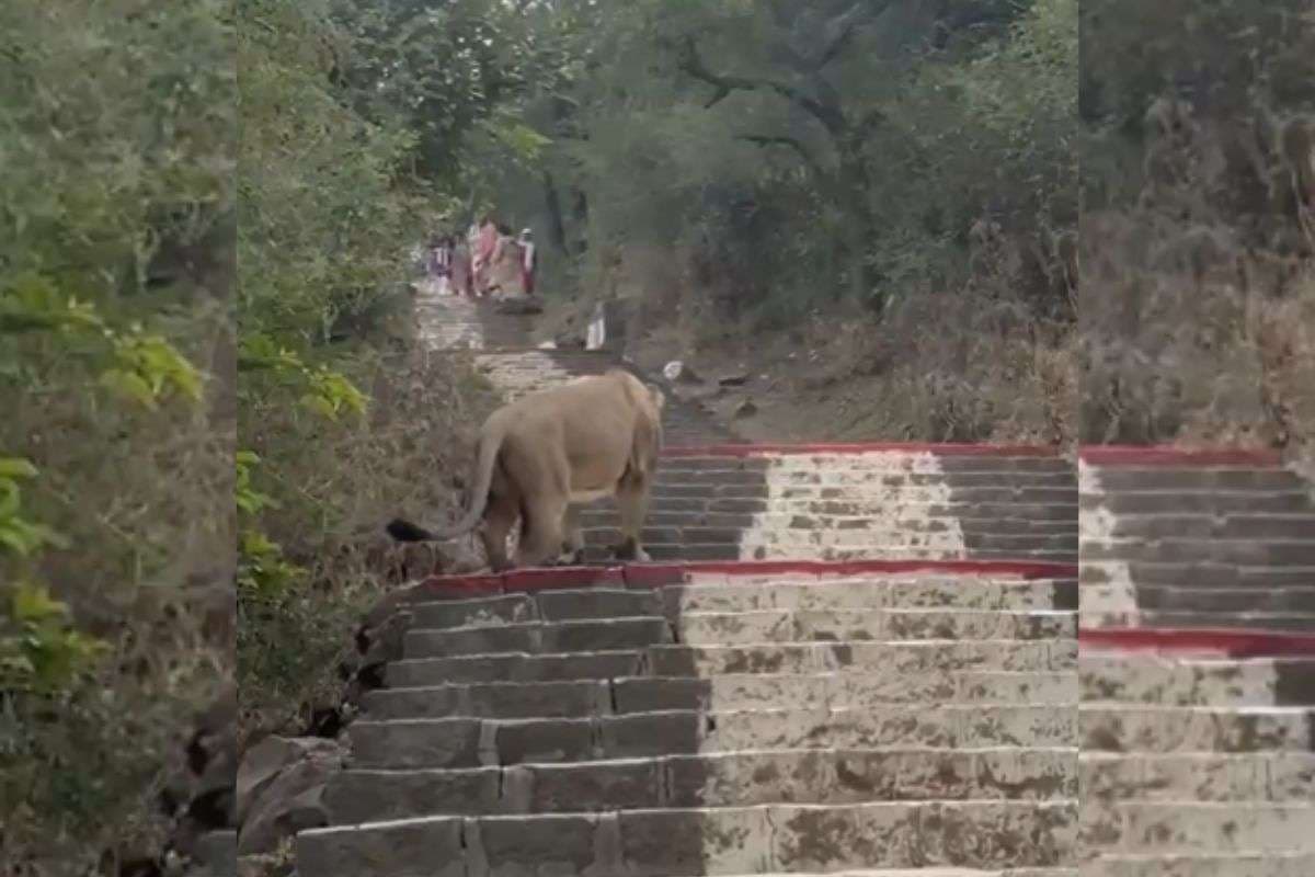 Viral Video: ऊपर जाएं या नीचे... सीढ़ियों में अचानक सामने आ गया शेर, हलक में अटकी लोगों की जान