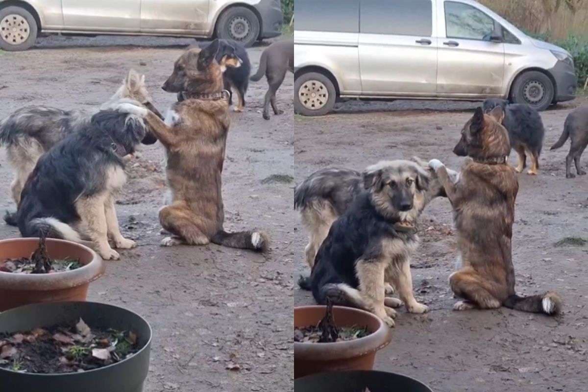 Viral Video: डोगेश बाबा से आशीर्वाद लेने पहुंचे कई कुत्ते, सिर पर हाथ रखकर मिला आशीष, वीडियो हो रहा वायरल