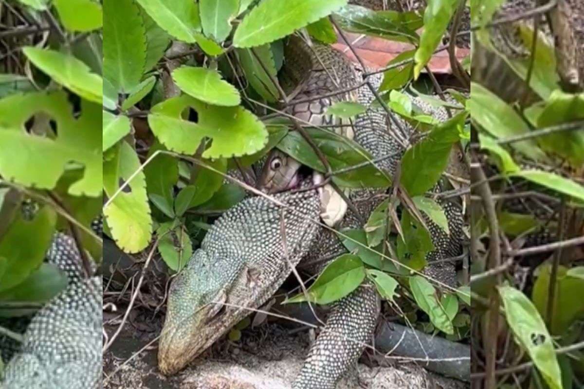 Viral Video: मॉनिटर लिजर्ड के लिए कालदूत बन गया सांप, वायरल वीडियो में देखें कैसे निगल गया पूरा शिकार