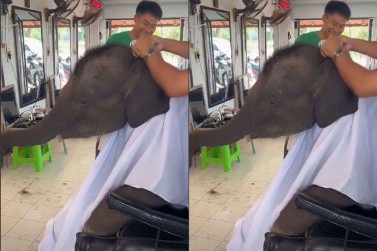 Viral Video: सैलून में बाल कटवाने पहुंचा हाथी, अपनी नन्ही जुल्फों से लोगों को किया दीवाना