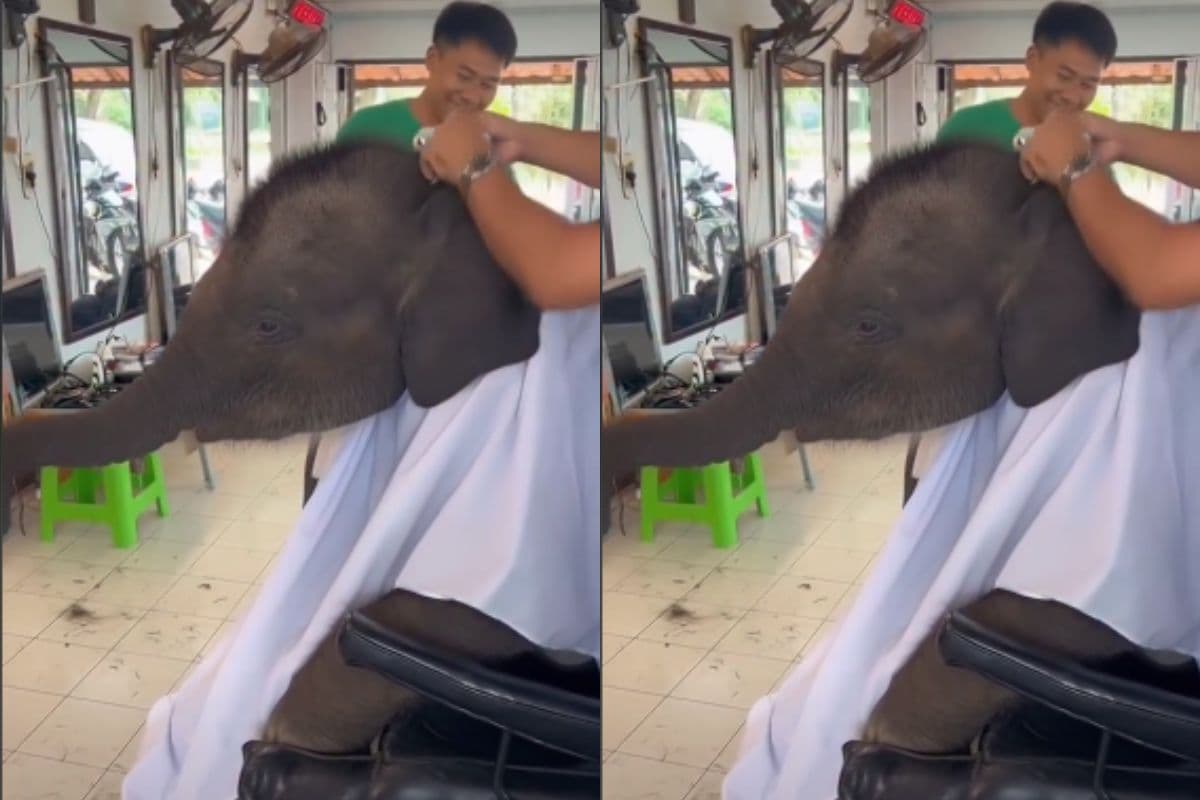 Viral Video: सैलून में बाल कटवाने पहुंचा हाथी, अपनी नन्ही जुल्फों से लोगों को किया दीवाना