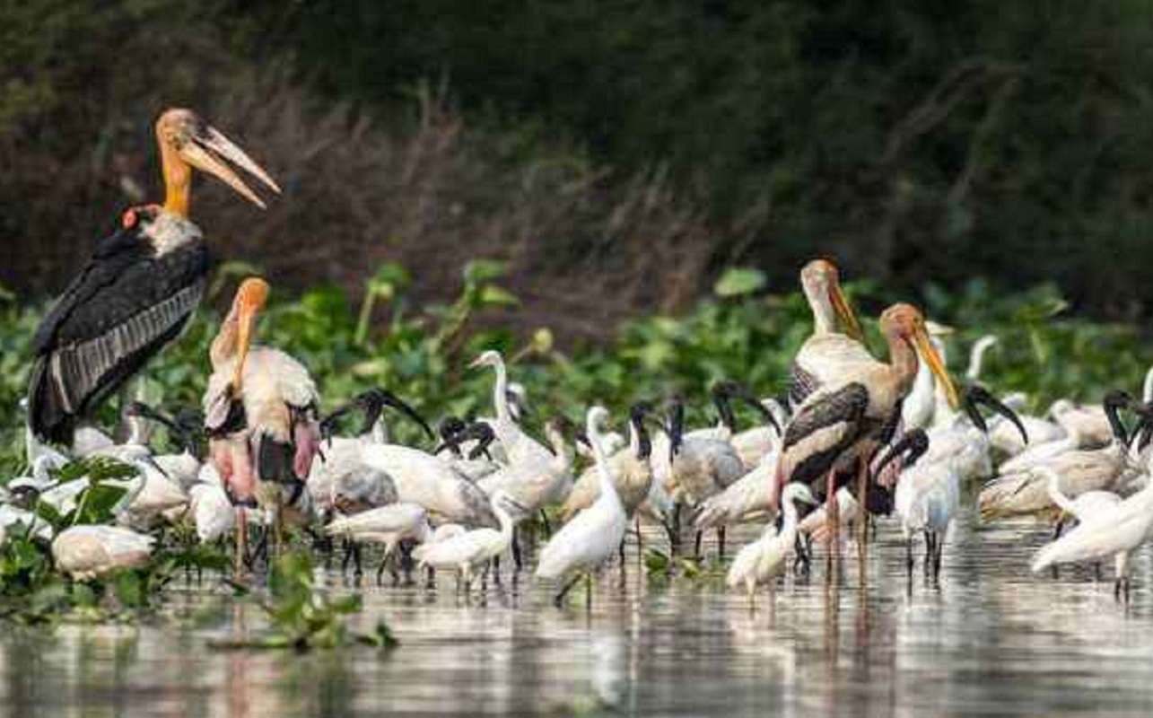 प्रवासी पक्षियों से गुलजार हुआ बिहार का जमुई, नुकरी और तीतर खींच रहा पर्यटकों का ध्यान