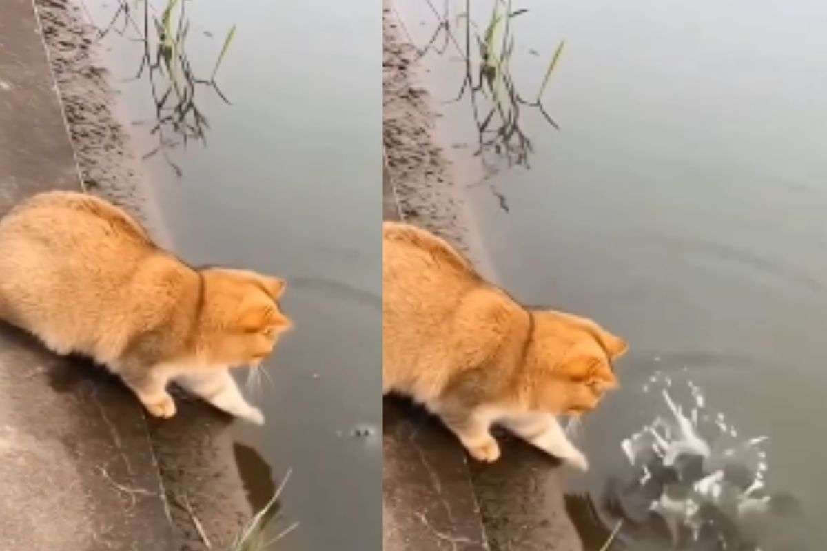 Viral Video: आज तो तेरी खैर नहीं! मछली को दबोचने पानी में उतरी बिल्ली, शिकार का अंदाज देख लोग हैरान