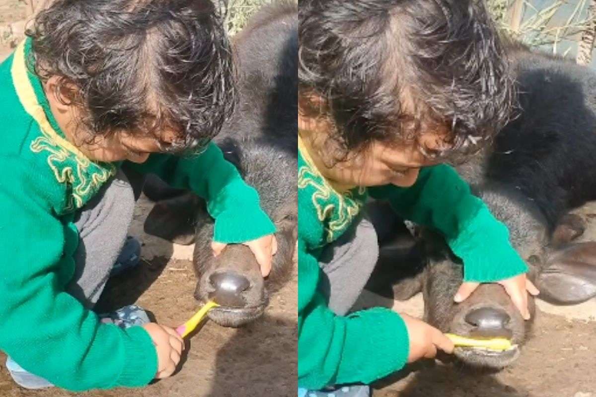 Viral Video: बछड़े को ब्रश करवाता नन्हा बच्चा, वीडियो देख चेहरे पर आ जाएगी मुस्कान