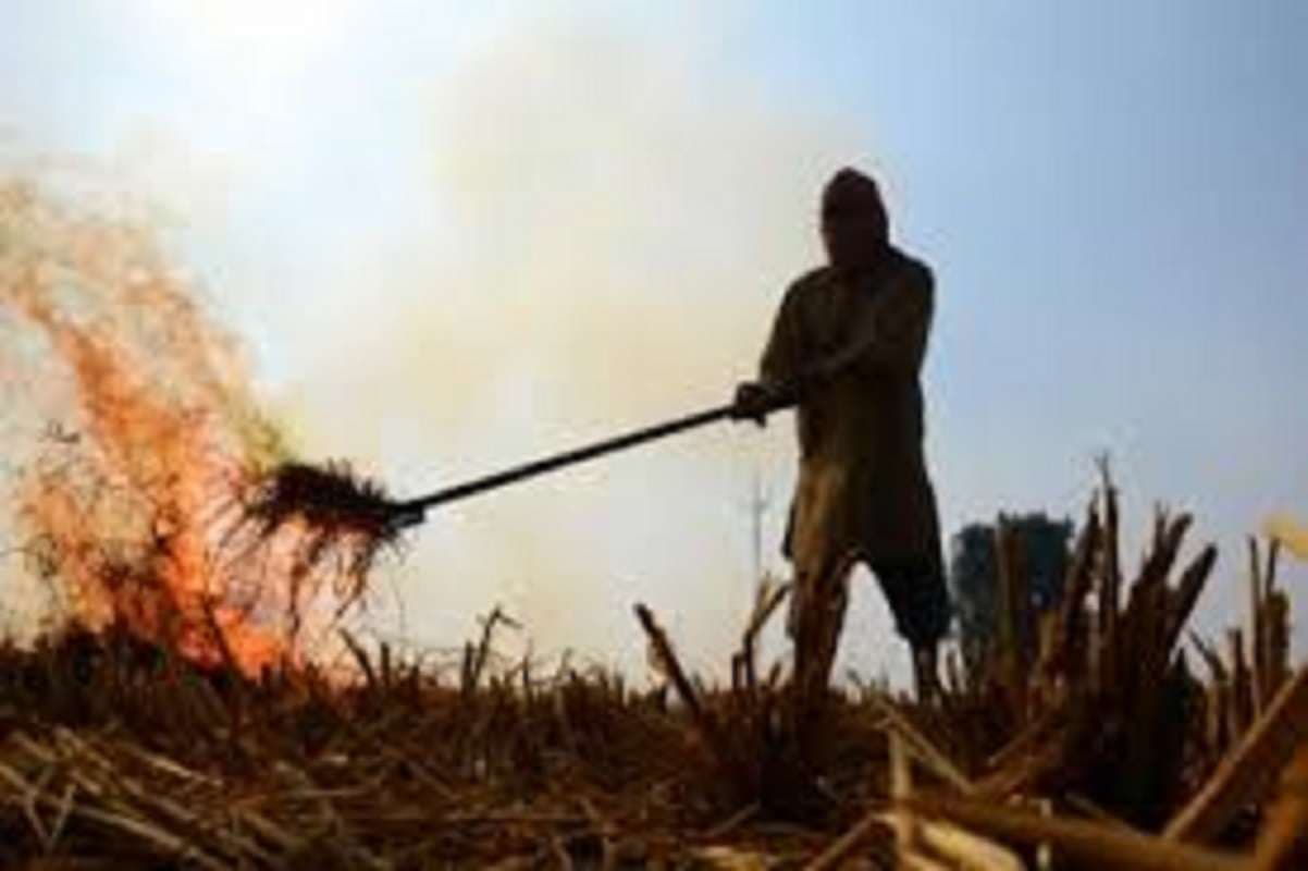 Bihar News: गुस्से में बिहार के किसान, फसल जला कर जतायी नाराजगी, दे दी ये खौफनाक चेतावनी