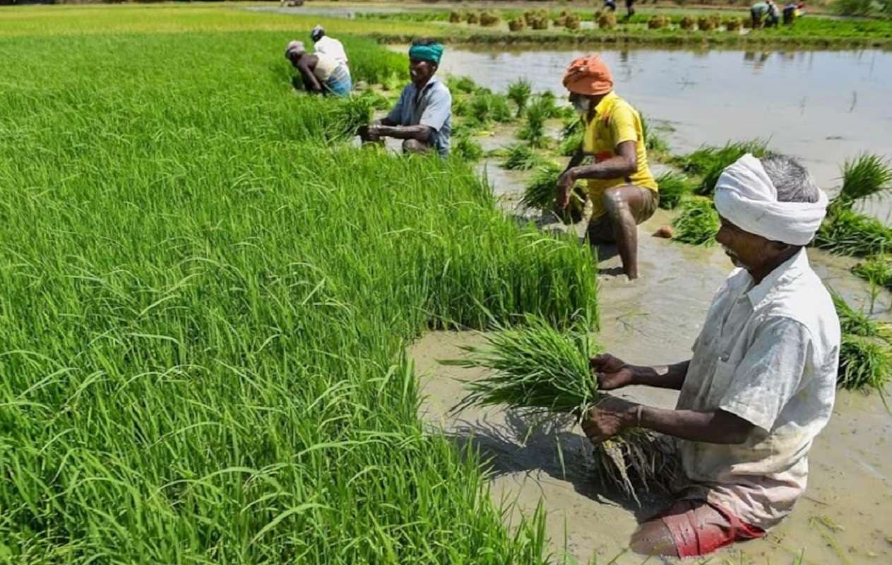 Bihar News: बिहार में बदल रहा खेती का पैटर्न, खाद और कीटनाशक से किसान कर रहे तौबा