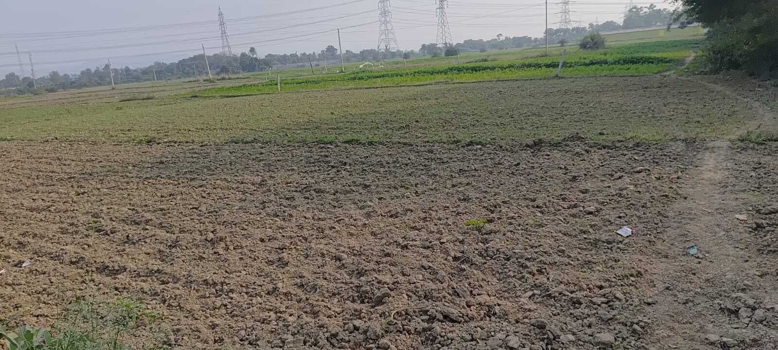 इंदरुख टाल बहियार में दोबारा पूंजी लगाकर खेतों में गेहूं लगा रहे किसान