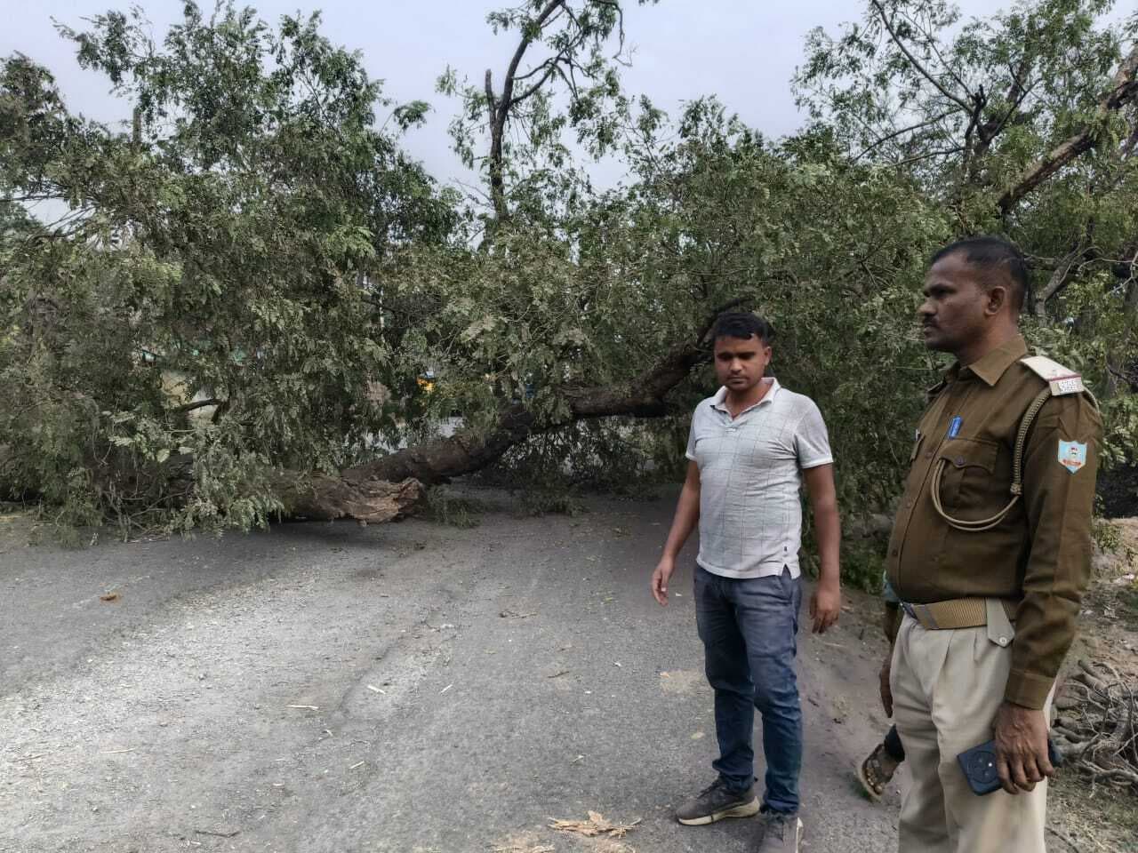 नवाडीह में पेड़ गिरने से सड़क ढाई घंटे रहा जाम