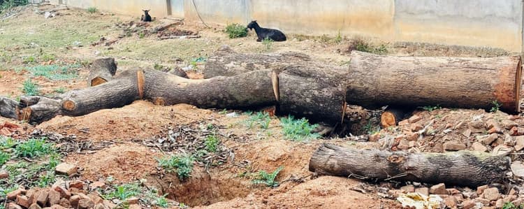 फतेहपुर में सड़क किनारे पेड़ों की कटाई जारी