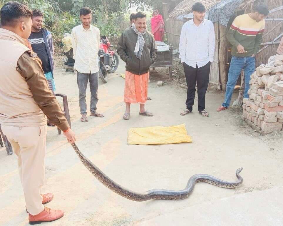 श्रीपुर के पांडेय परसा में 15 फुट का अजगर दिखने से ग्रामीणों में दहशत