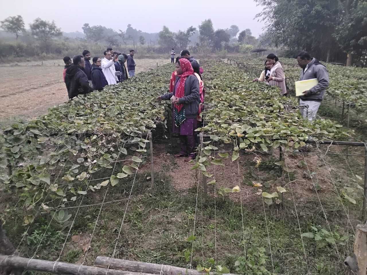 East Singhbhum News : परवल की खेती से संवर रही अनाथों की जिंदगी