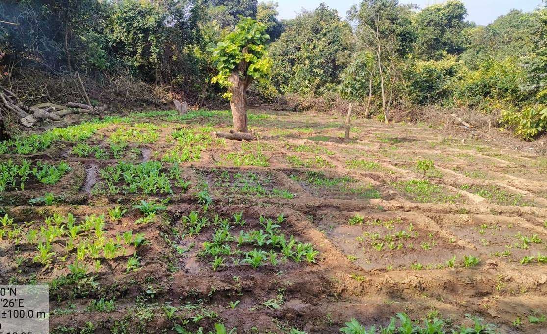 धोबहारा जंगल में  नशे की खेती पर पुलिस का छापा, दो एकड़ में लगी अफीम की फसल को किया नष्ट