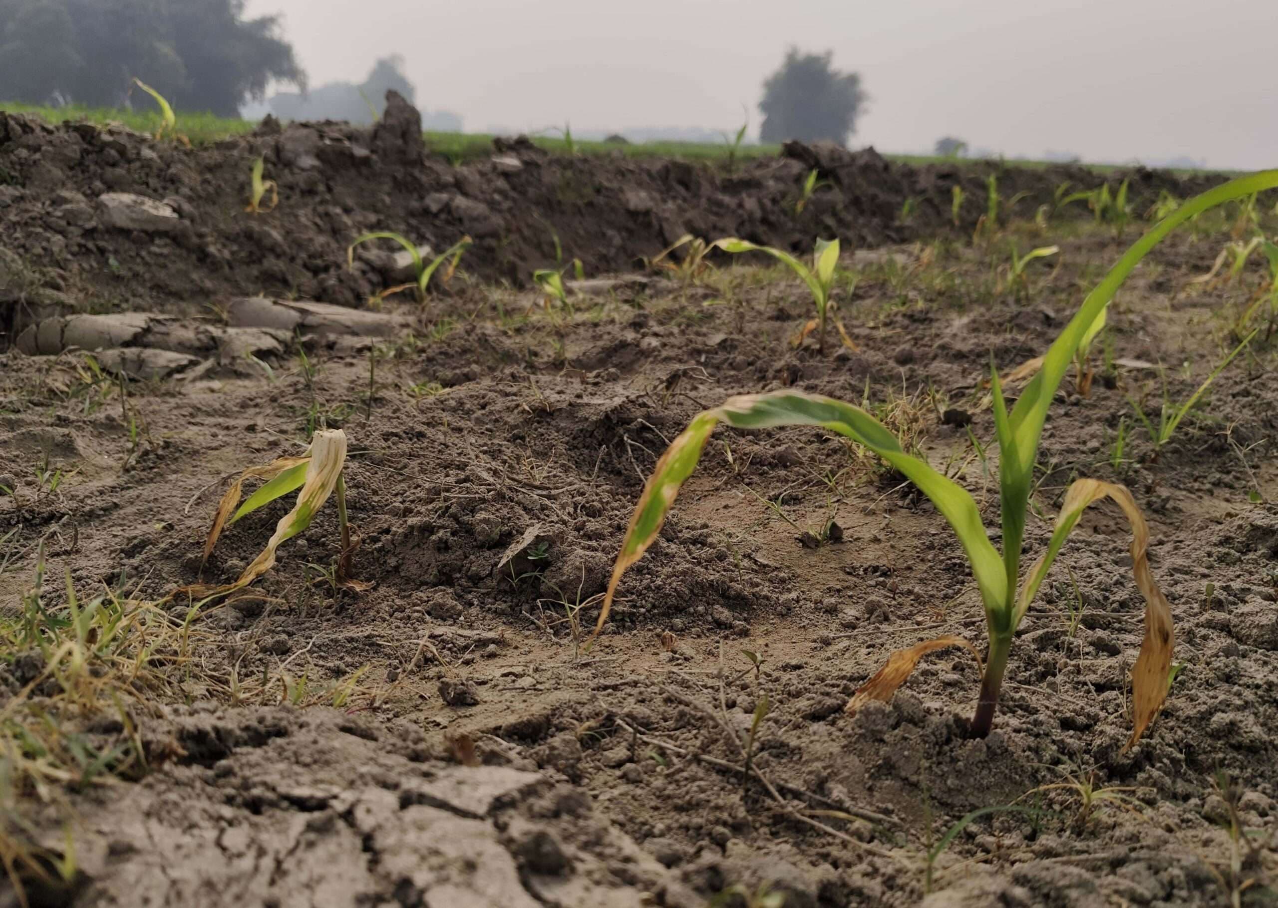 जमीन विवाद में फसलनाशक दवा छिड़क की मकई क्षति