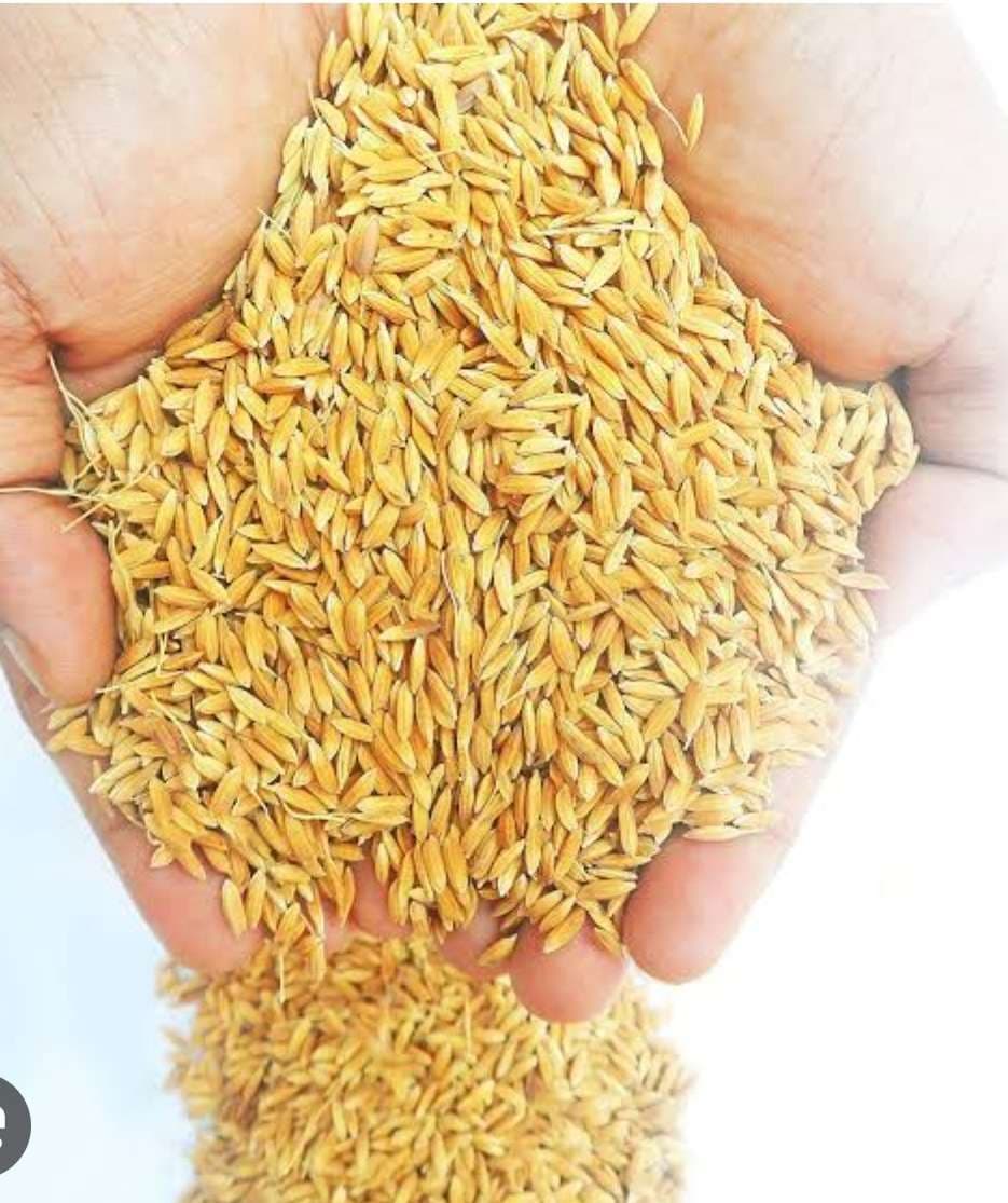 जिले में 15 दिसंबर से शुरू होगी धान की खरीदारी, किसानों को करें जागरूक