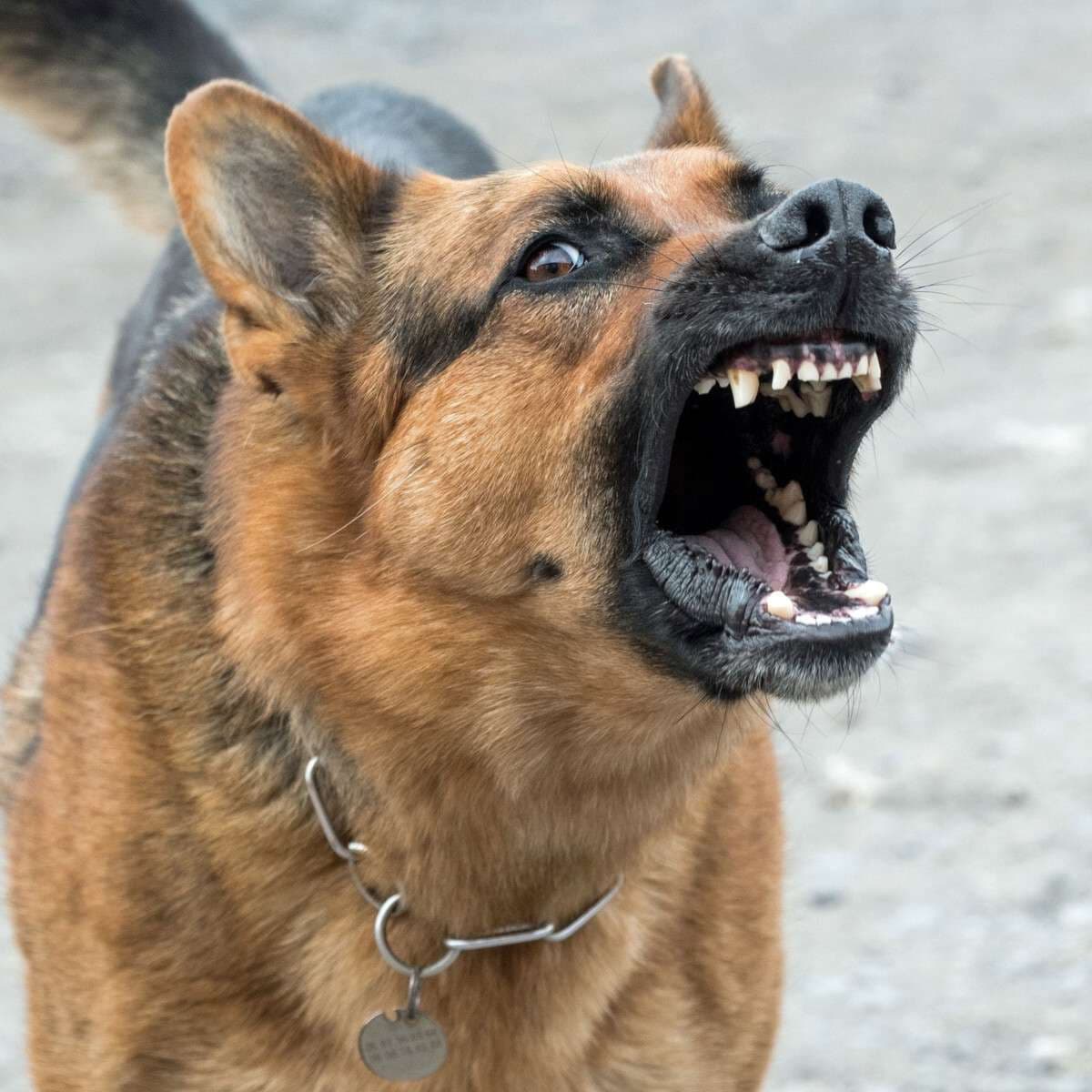 sasaram News: नगर निगम की कमेटी को 10 दिन बाद भी नहीं मिला एक भी आवारा कुत्ता