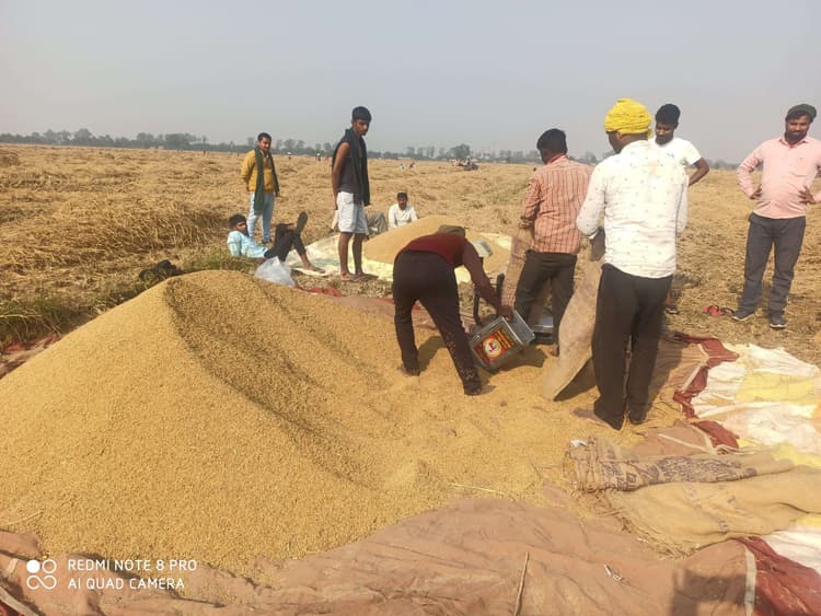 sasaram News: कम दाम पर धान बेचने को मजबूर है किसान