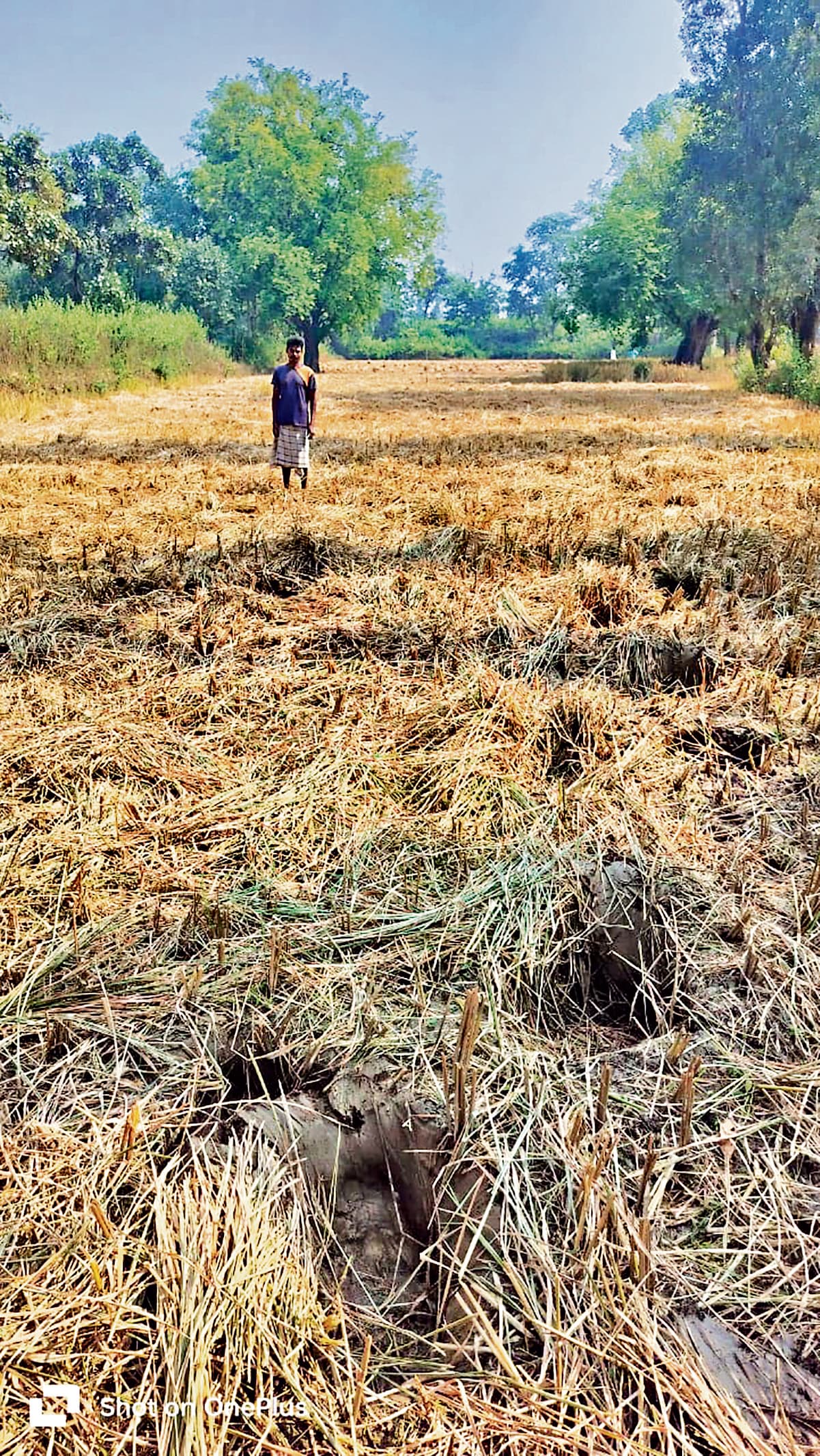 Seraikela Kharsawan News : हाथियों ने धान की फसल रौंदी