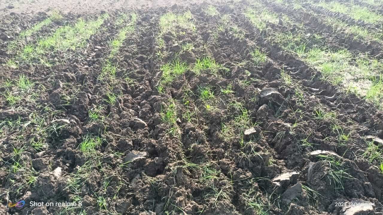 बैकुंठपुर में पुरानी रंजिश में खेत में लगी गेहूं की फसल को ट्रैक्टर चला किया नष्ट