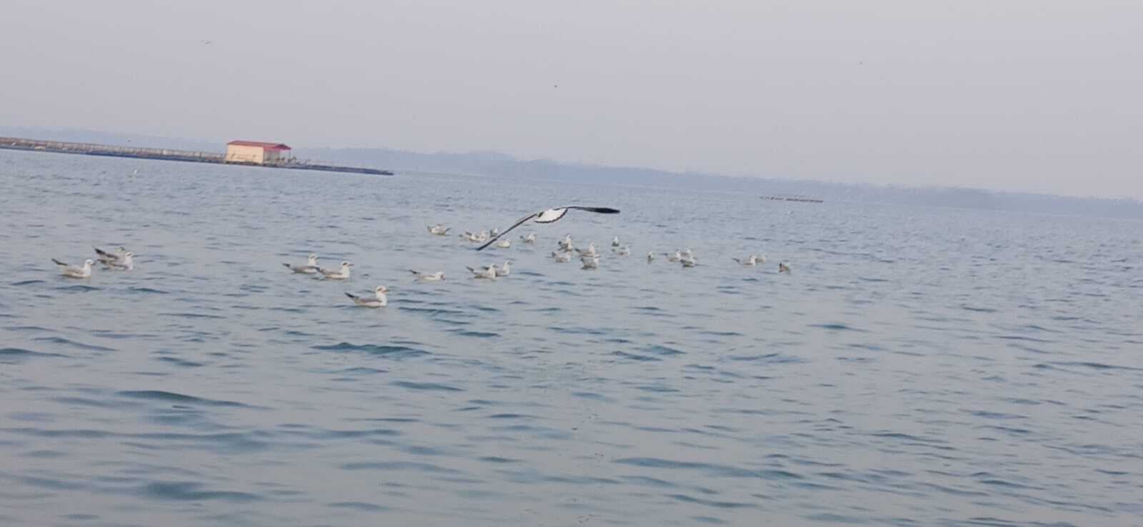 Bokaro News : तेनुघाट और कोनार डैम की सुंदरता बढ़ा रहे प्रवासी पक्षी