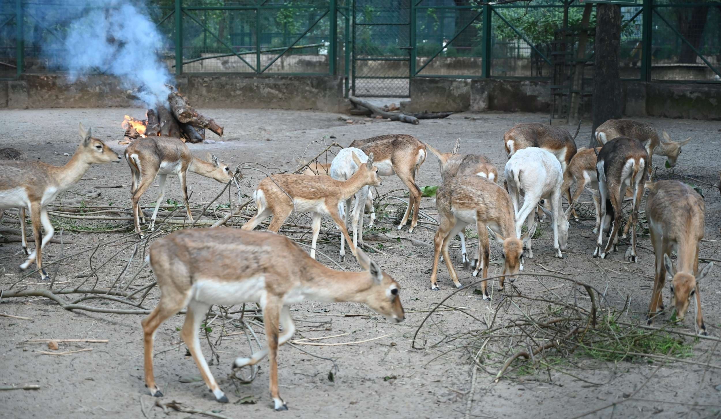 Bokaro News : बोकारो जैविक उद्यान में बढ़ेगा हिरण सहित कई पशु-पक्षियों का कुनबा