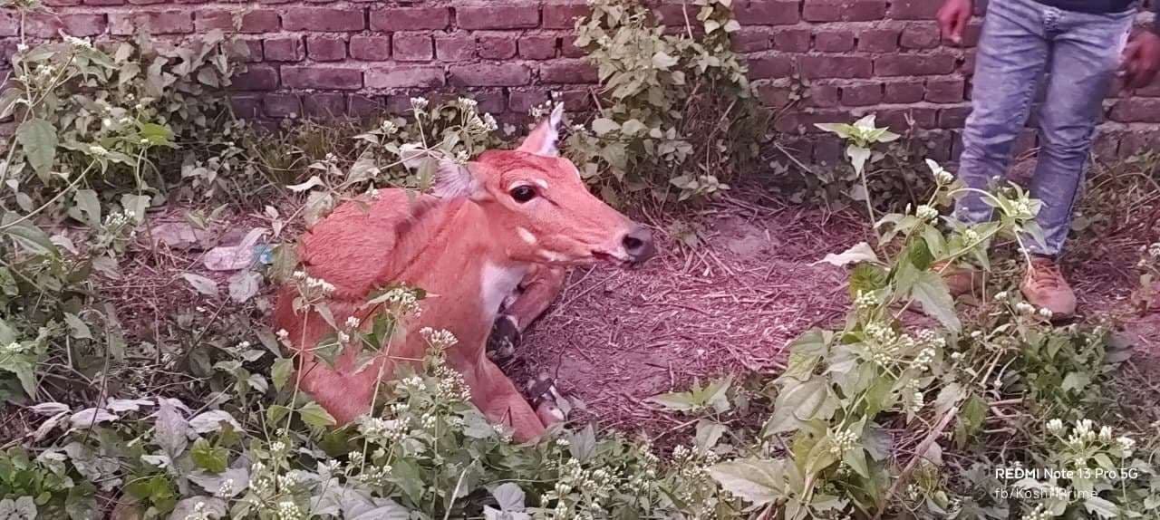 वाहन की ठोकर से नीलगाय घायल
