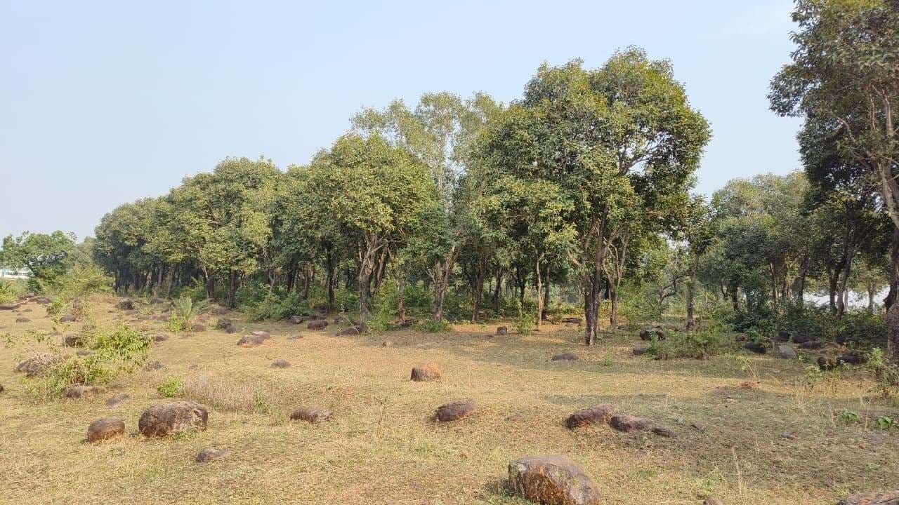 महेशपुर का पिकनिक स्पॉट सैलानियों को कर रहा आकर्षित