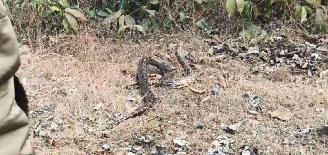 15 फीट का अजगर रेस्क्यू कर जंगल में छोड़ा