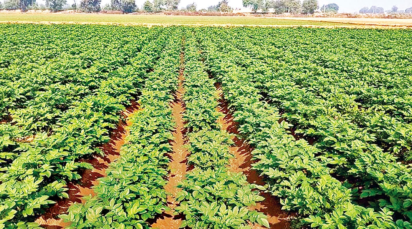 Buxar News : आलू की फसल में झुलसा रोग का खतरा, किसानों को सतर्क रहने की सलाह