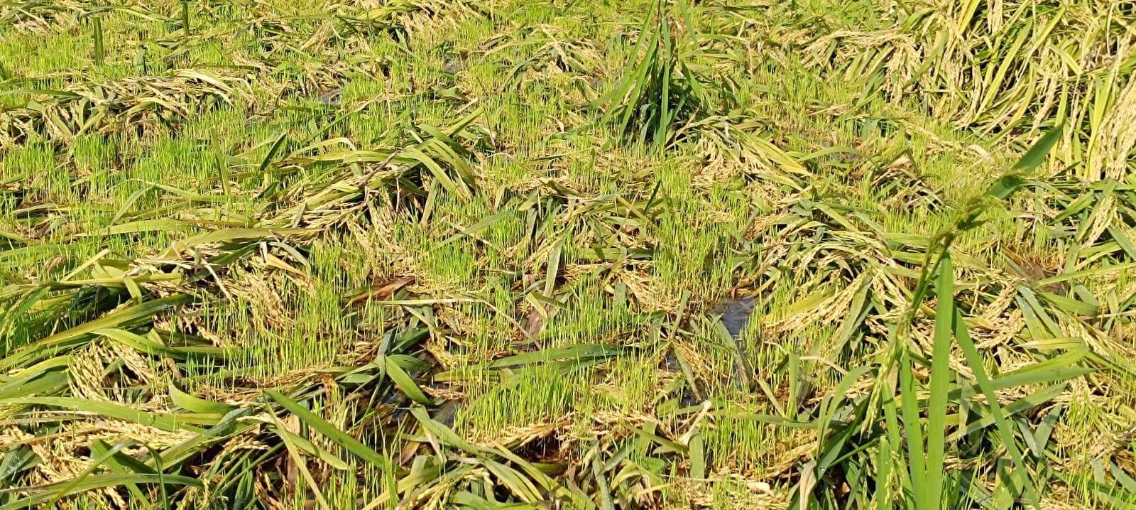 Darbhanga News: कई स्थानों पर बर्बाद हुआ धान, विभाग ने मात्र चार प्रखंडों में बताया फसल क्षति