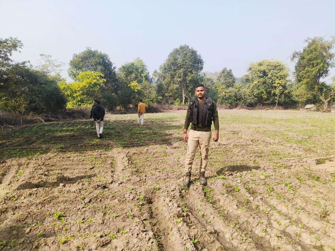 तीन एकड़ में लगी अफीम की फसल को किया नष्ट